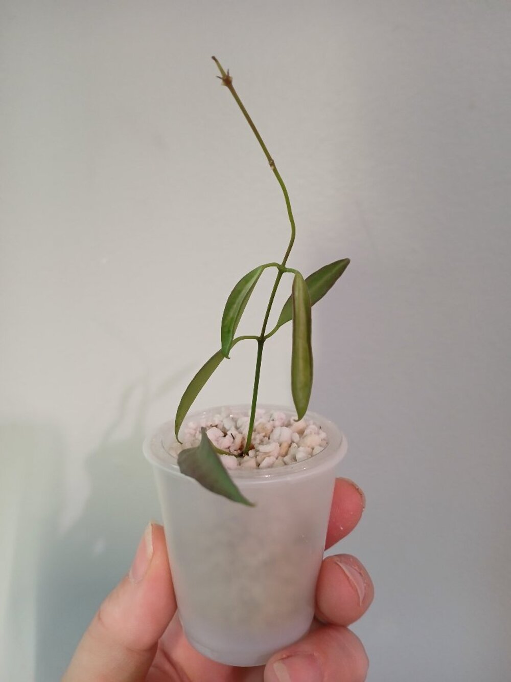 Hoya Tsangii Inner Varigated
